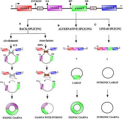 Circular RNAs: Emerging Role in Cancer Diagnostics and Therapeutics